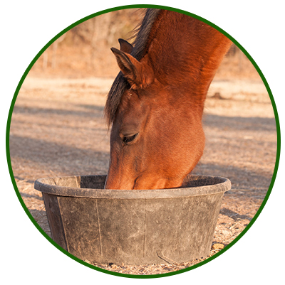 Horse Feed Moringa Animal Feed