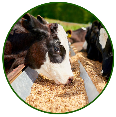 Moringa Pellets Moringa Animal Feed