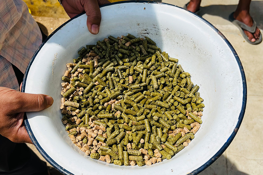 Moringa Poultry Feed