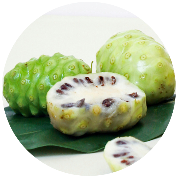 Noni Fruit Powder