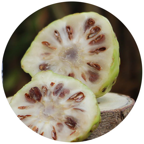 Noni Fruit