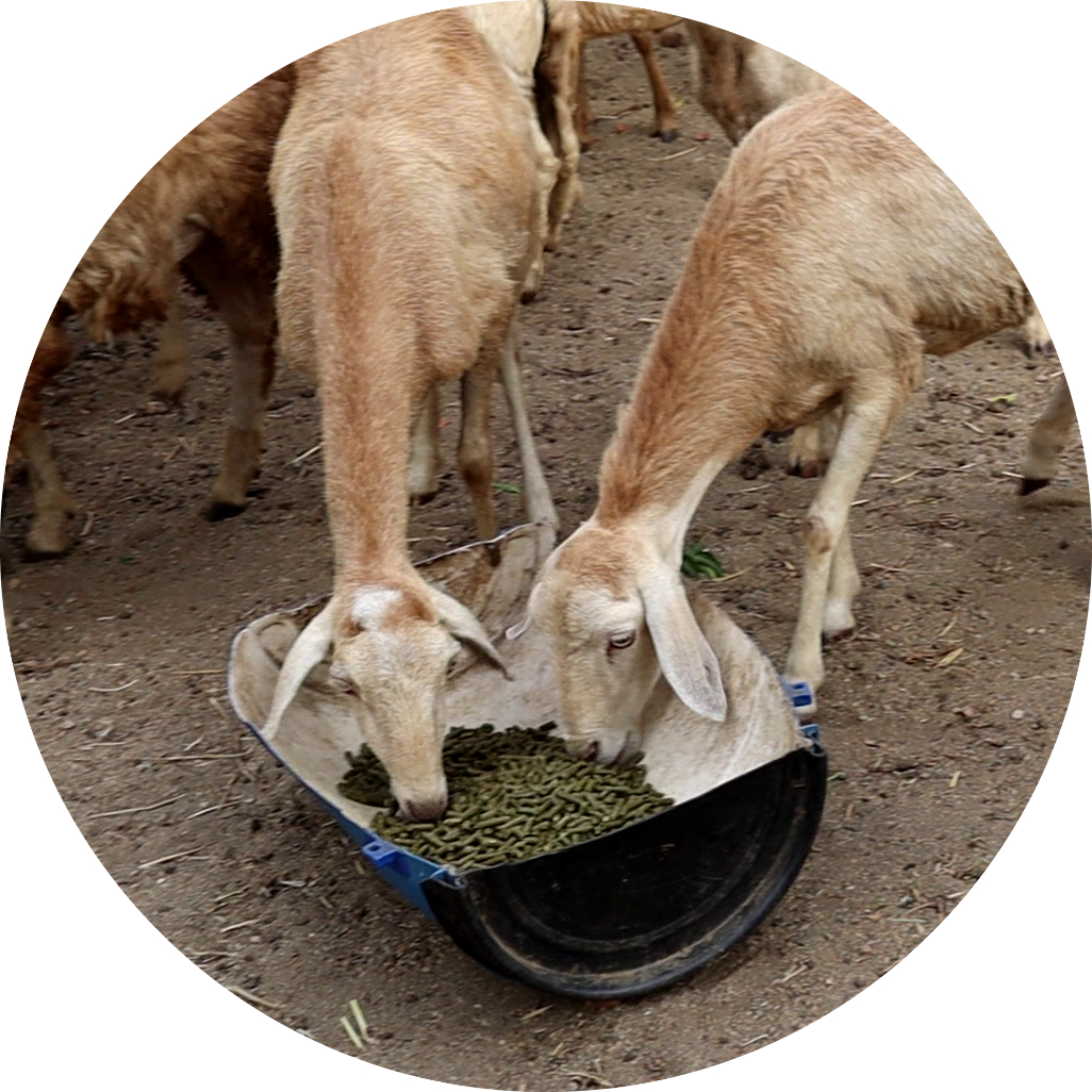 Moringa Cattle Feed