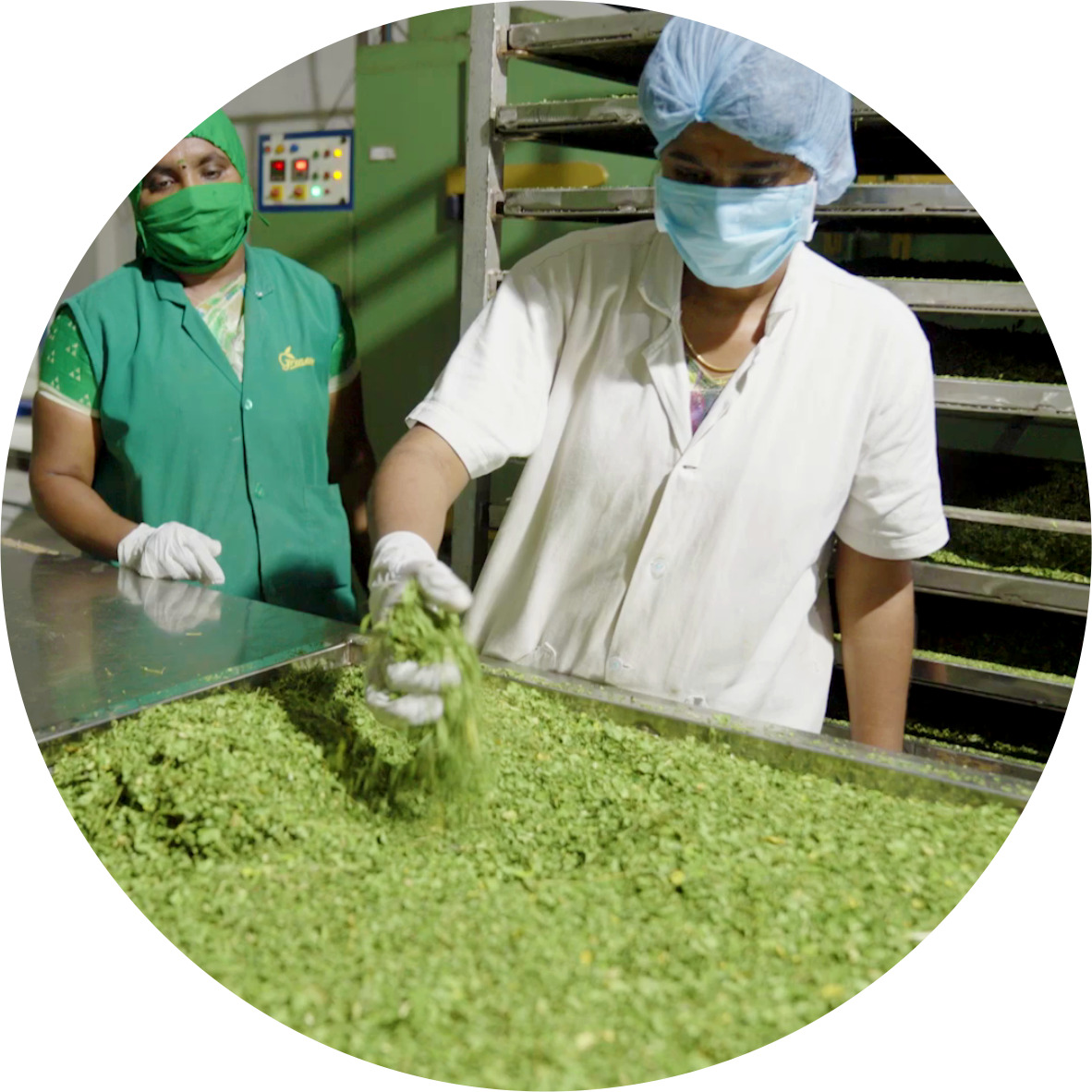 Moringa Factory