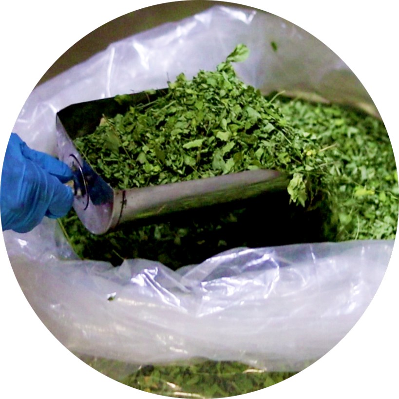 Organic Moringa Powder Ingredients