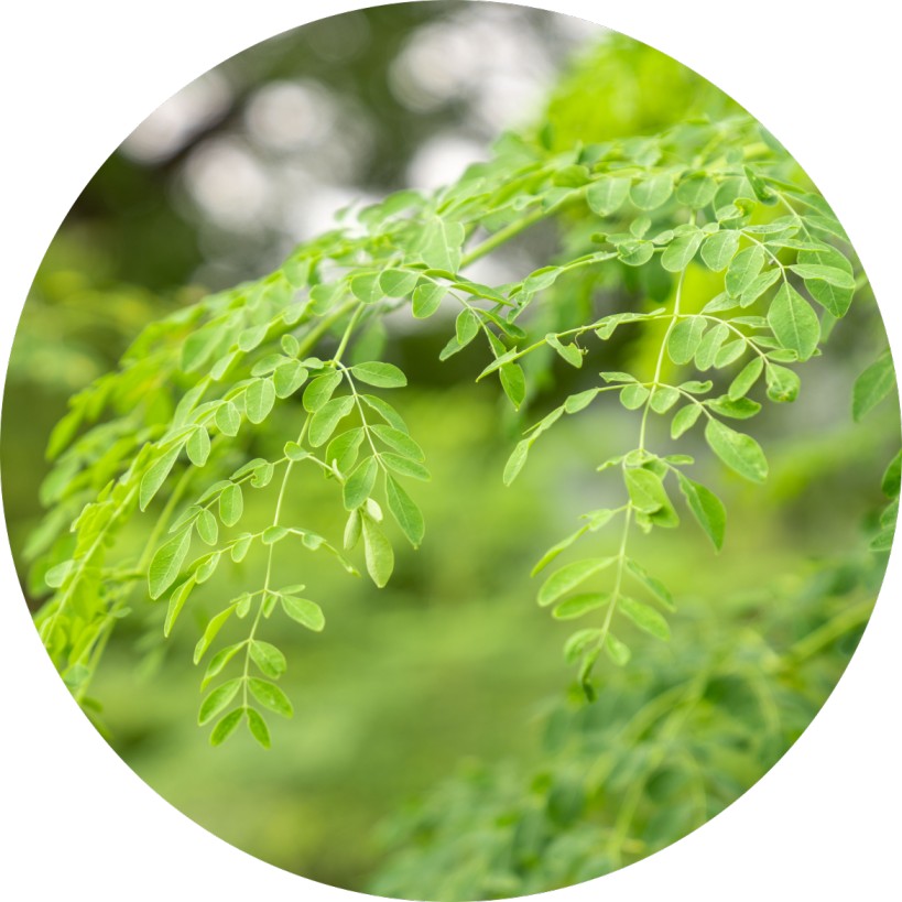 Organic Moringa Wholefoods1 Moringa Supply Chain Transparency