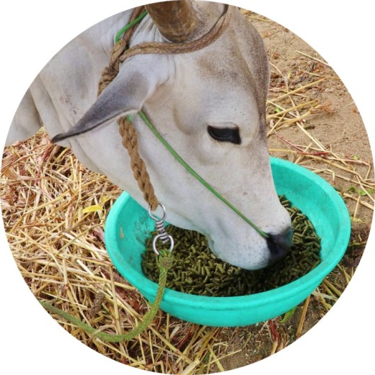 Moringa Pellets For Animal Feeds Grenera