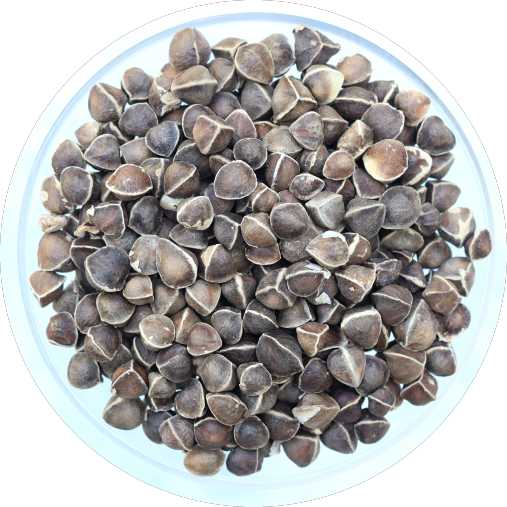 Organic Moringa Seeds 2