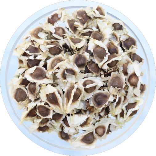 Organic Moringa Seeds 3