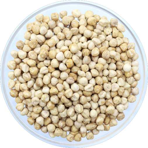 Wholesale Moringa Seed Kernel Suppliers In India