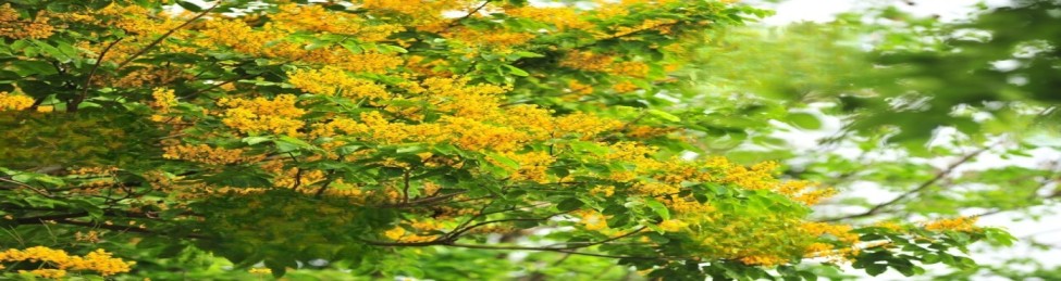 Senna-Wholesale,bulksuppliers and exporters of organic senna