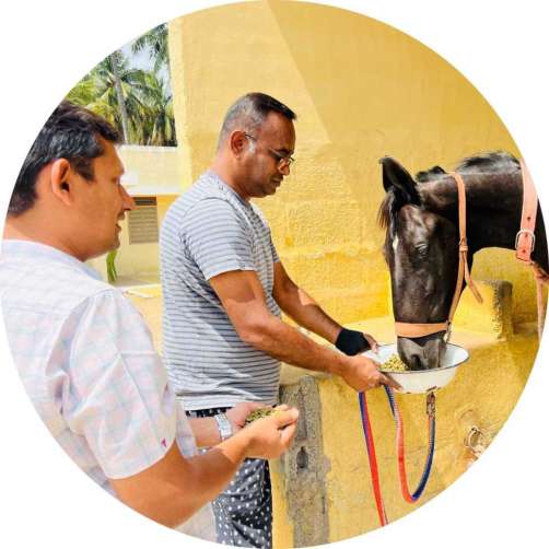 Moringa Pellets For Horses Grenera