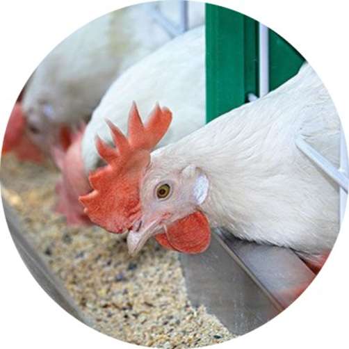 Moringa Pellets For Poultry Grenera