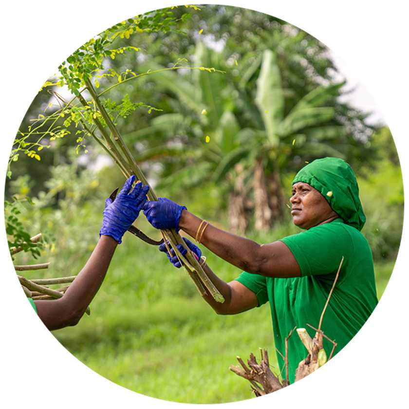 Organic Moringa Dried Leaves 4