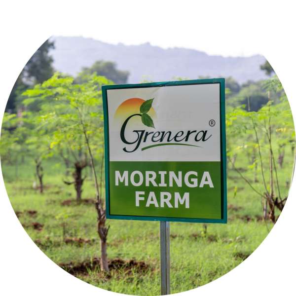 Organic Moringa Seed Oil 1