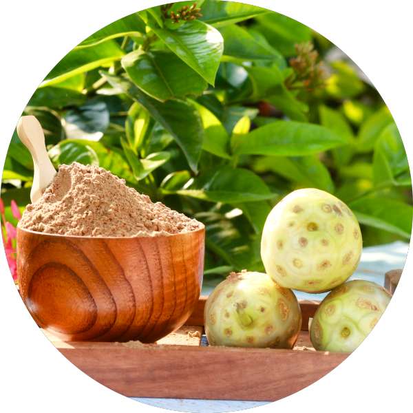 Bulk Organic Noni Powder Suppliers And Exporters