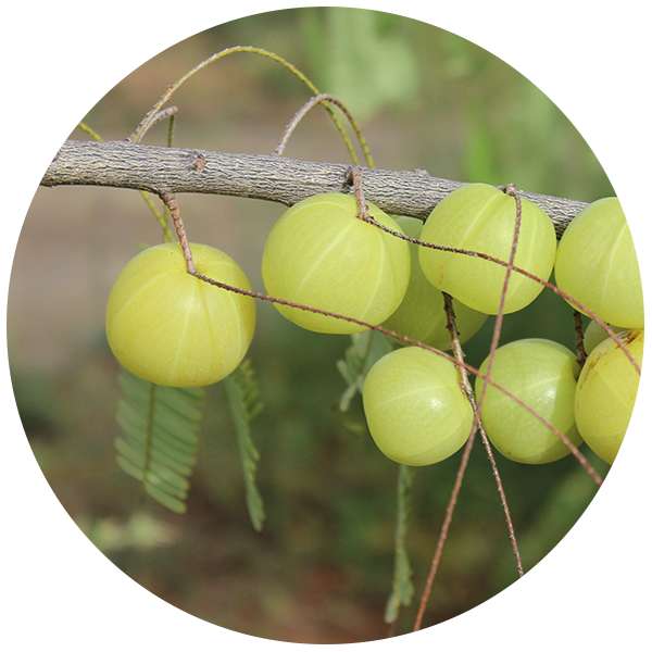 Organic Amla Powder 2 Organic Amla Powder 2