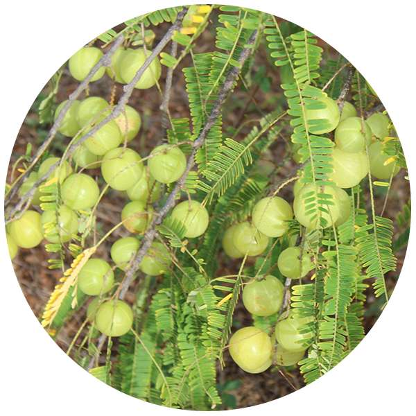 Organic Amla Powder 3