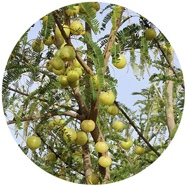 Organic Amla Powder 5