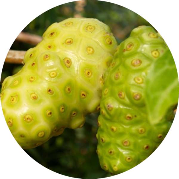 Where To Buy Organic Noni Powder 2