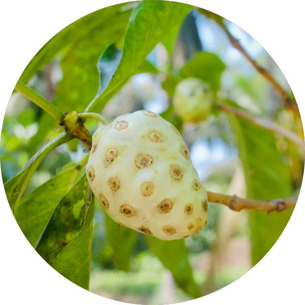 Wholesale Organic Noni Powder Manufacturers 1