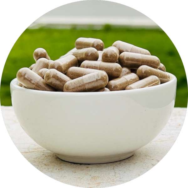 Wholesale And Bulk Suppliers Of Organic Noni Capsules For Resellers 3 Wholesale And Bulk Suppliers Of Organic Noni Capsules For Resellers 3