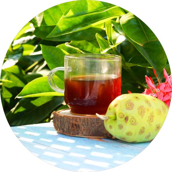 Wholesale And Bulk Suppliers Of Organic Noni Juice For Resellers 2