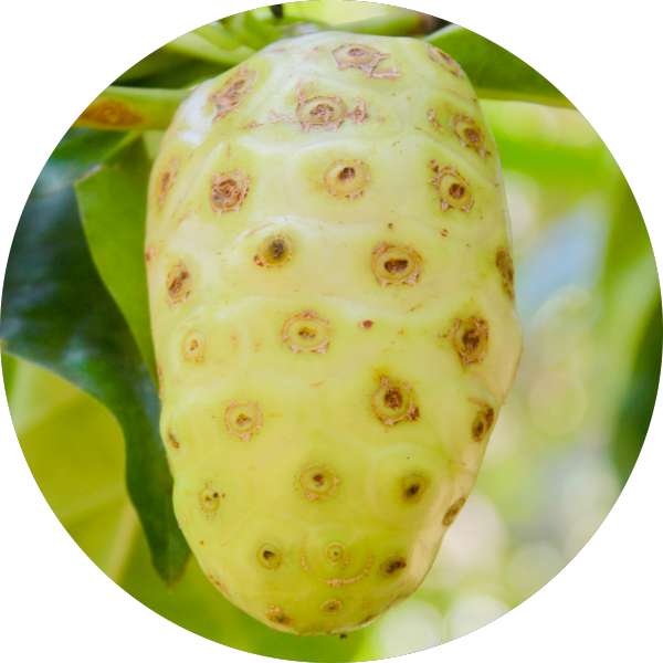 Wholesale And Bulk Suppliers Of Organic Noni Juice For Resellers 3