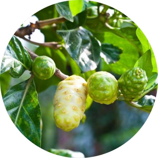Organic Noni Capsules 1