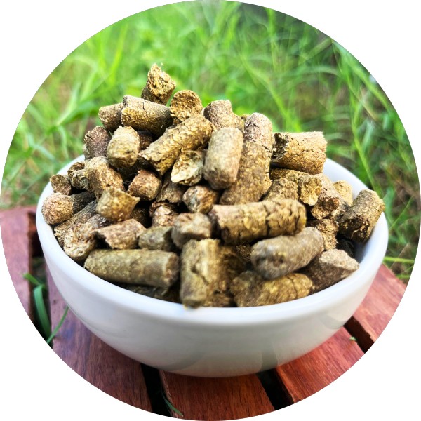 The Benefits Of Moringa Pellets For Cows – Grenera Nutrients 1 The Benefits Of Moringa Pellets For Cows - Grenera Nutrients 1