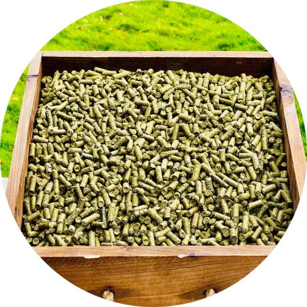 The Benefits Of Moringa Pellets For Cows – Grenera Nutrients