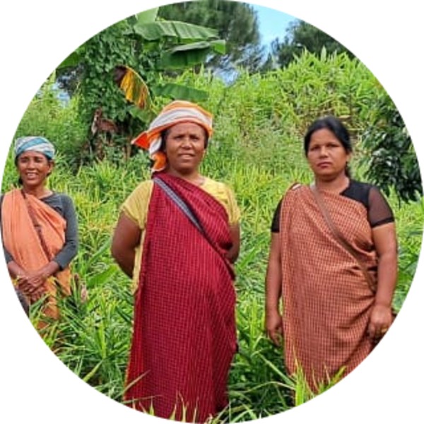 What Is The Curcumin Content In Lakadong Turmeric – Grenera Nutrients 2 What Is The Curcumin Content In Lakadong Turmeric - Grenera Nutrients 2