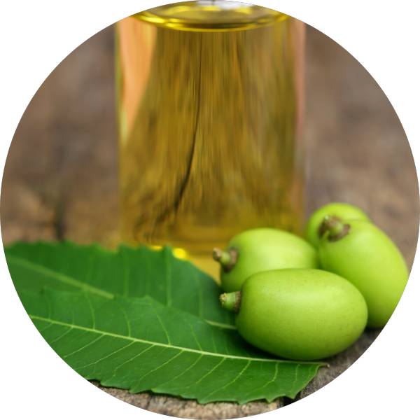 How to Use Neem Oil for Organic Farming - Grenera Nutrients 1