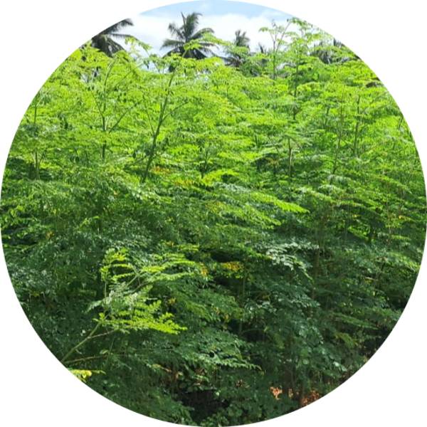 How to Use Neem Oil for Organic Farming - Grenera Nutrients 2