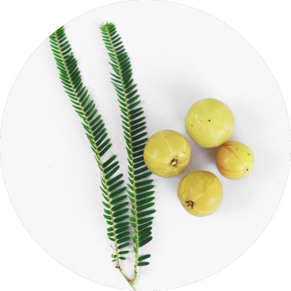 Sustainable Sourcing of Amla for Private Label and Bulk Manufacturing - Grenera Nutrients