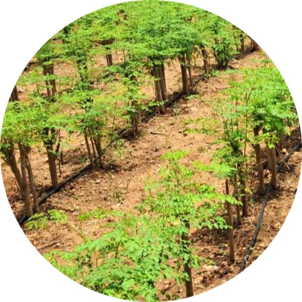 What Are the Bioactives in Moringa - grenera nutrients 1