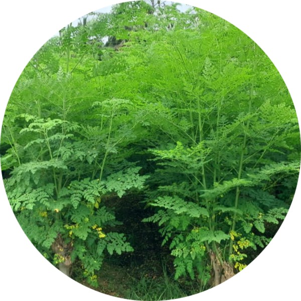 What Are the Bioactives in Moringa - grenera nutrients 2