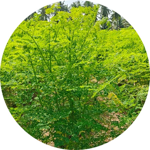 What Are the Primary and Nutritional Benefits of Moringa A Complete Breakdown - Grenera Nutrients