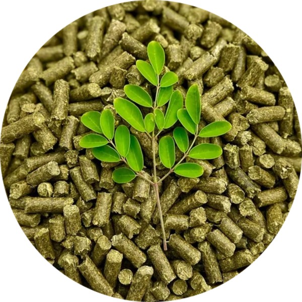 Bulk Supplier Of Moringa Pellets For Poultry - Grenera Nutrients
