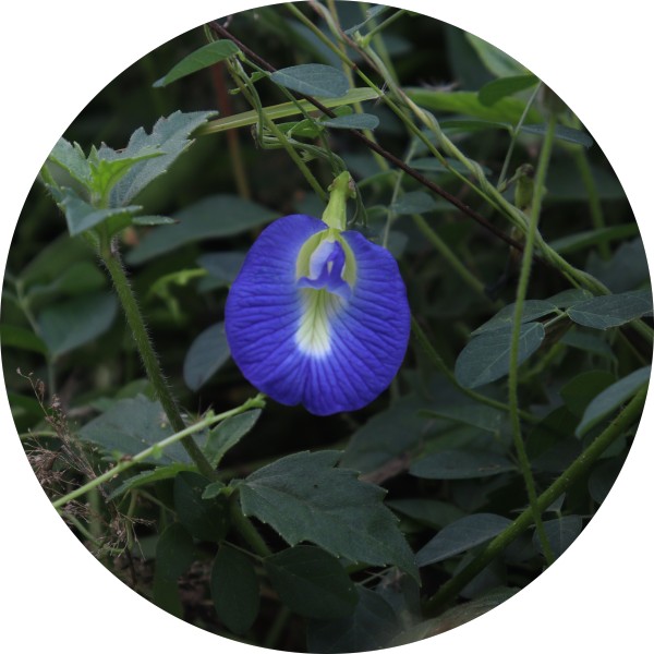 Blue Pea Flower Bulk Suppliers In India - Grenera Nutrients 1