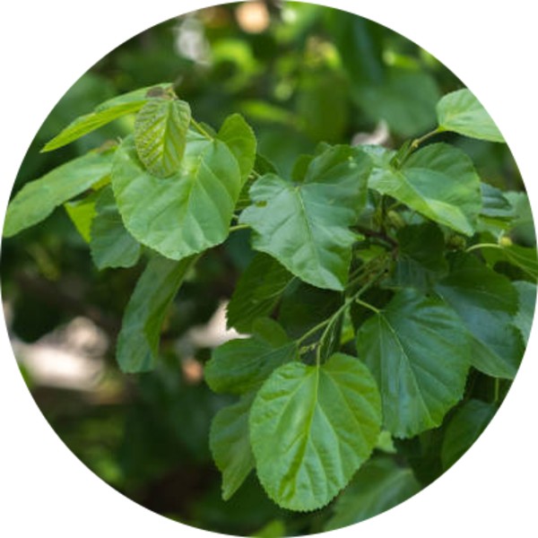 Bulk Supplier Of Mulberry Leaves Powder In India - Grenera Nutrients 1