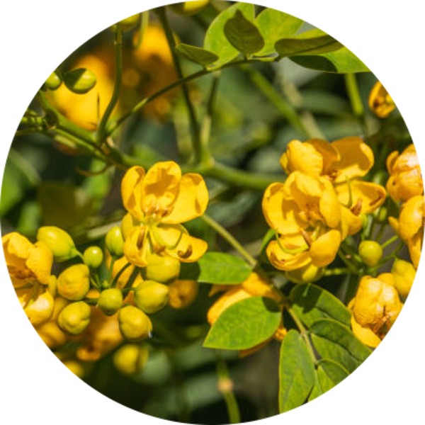 Sustainably Sourced Senna Powder Supplier - Grenera Nutrients 1
