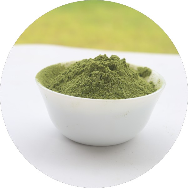 EU Certified Moringa Powder Manufacturer And Supplier – Grenera Nutrients